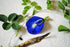 Vinca Art Aparajita Blue Single And Double Petals Flower Seeds